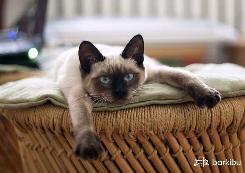que pasa si mi gato vomita sangre que pasa si mi gato vomita sangre